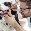 犬に歯磨きをしすぎ…