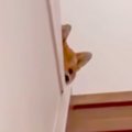 夜、家族が寝静まっ…