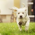 子犬のしつけに失敗…