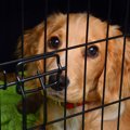 犬にとって絶対NGな…
