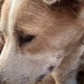 ２ヵ月振りに家族の…