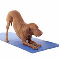 犬の筋肉と健康につ…