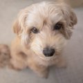 犬が普段より元気が…