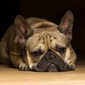 犬の小肝症とは？主…