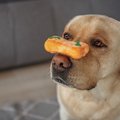 犬に教えたい『芸』…