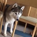 おこぼれがゲットで…
