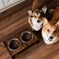 犬に合った『食事用…