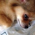 愛犬のよだれ！症状…