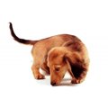犬が散歩中に電柱を…