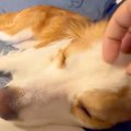 犬を撫でている手を…