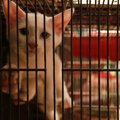 犬の避妊手術（去勢…