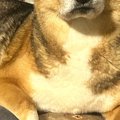 朝、犬に『行ってき…