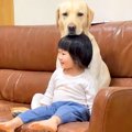 大型犬が『小さな女…