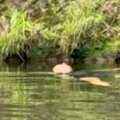 川で浮いていたら、…