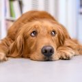 犬が見せている『不…