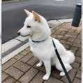 あざと過ぎ「かわい…
