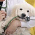 【超危険】犬が飲み…