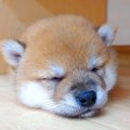 赤ちゃん犬の『お昼…