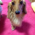 子犬のしつけについ…