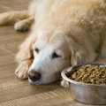 犬の食いつきが悪く…