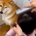 小さな女の子が髪を…