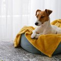 犬に留守番してもら…