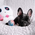 愛犬もしてる？犬が…