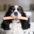 犬に魚肉ソーセージ…