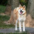 熊犬（マタギ犬）と…