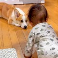 『ハイハイできるよ…