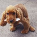 犬の要求を聞きすぎ…