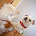 犬がよく見せる『か…