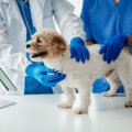 犬の『寿命が伸びて…