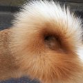 愛犬が尻尾を噛まれ…