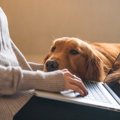 犬が飼い主に優しく…