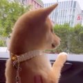 車の窓から顔を出す…