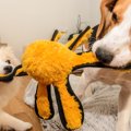 不満なの？犬が遊ん…