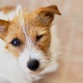 犬が苦痛に感じる『…