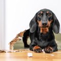 愛犬の今すぐやめさ…