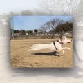 飛行犬のお手本みた…