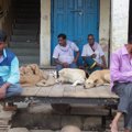 インドの動物事情。…