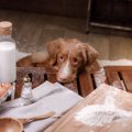 犬を飼うのに適して…