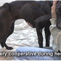 飢餓状態であばら骨…