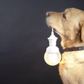 犬を留守番させる時…