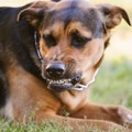 犬がキレた時の仕草…