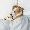 あるある？犬がよく…