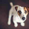 突然の停電！愛犬の…