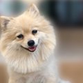 ポメラニアン特有の…