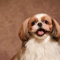 『マイペースな犬種…