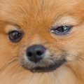 犬の目が『ウルウル…